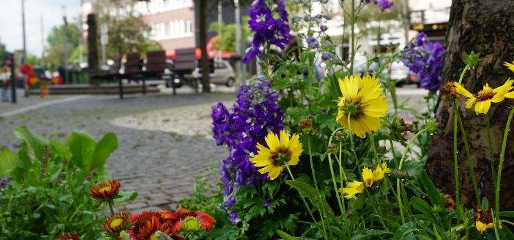 Frisches Grün für den Wappenplatz Frisches Grün für den Wappenplatz